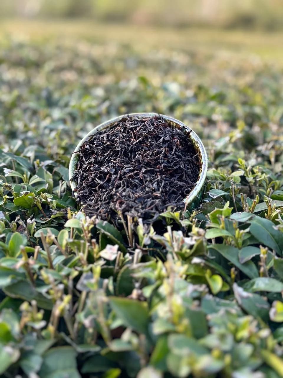 چای قلم (یک کیلویی)درجه یک بهاره لاهیجان