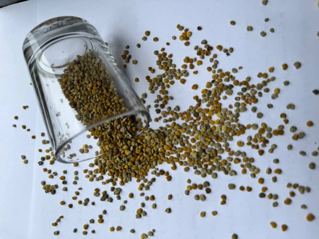 گرده گل جنگلی زنبورعسل(50گرمی) درجه یک گیلان