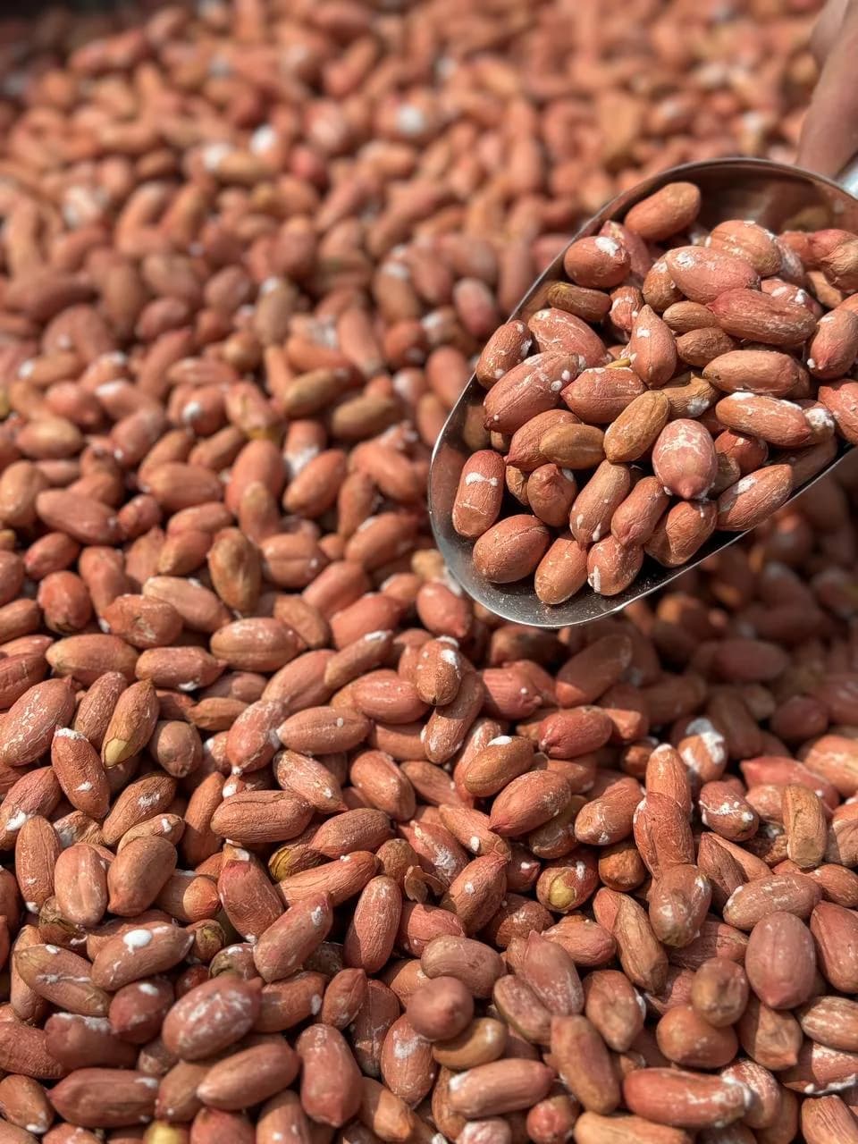 بادام زمینی درشت درجه یک (5کیلویی)آستانه اشرفیه