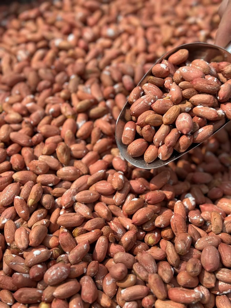 بادام زمینی درشت درجه یک (یک کیلویی)آستانه اشرفیه